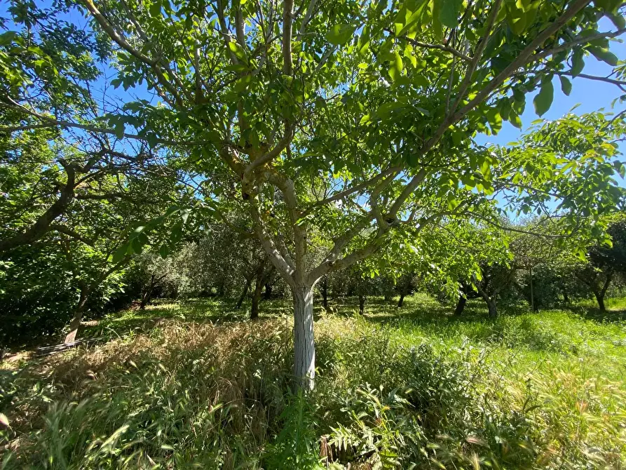 Immagine 30 di Terratetto in vendita  a Campiglia Marittima