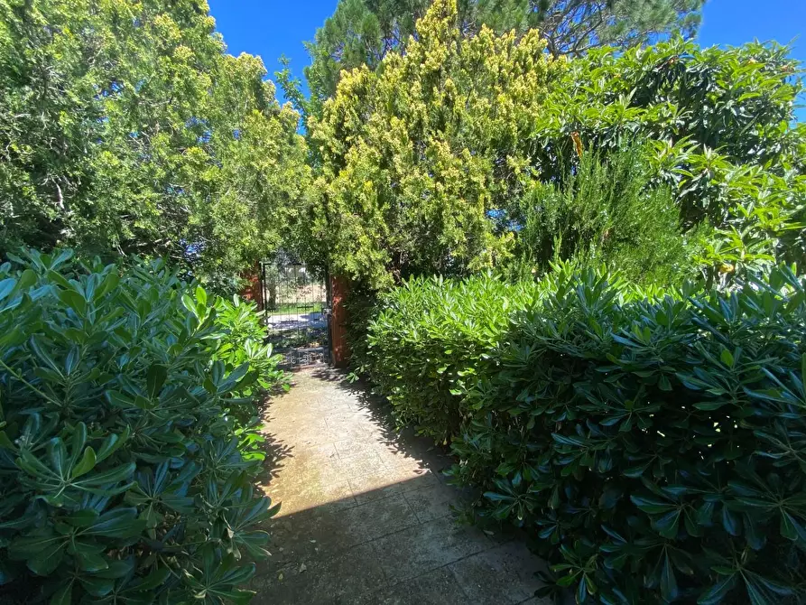 Immagine 31 di Terratetto in vendita  a Campiglia Marittima