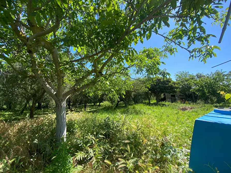 Immagine 32 di Terratetto in vendita  a Campiglia Marittima