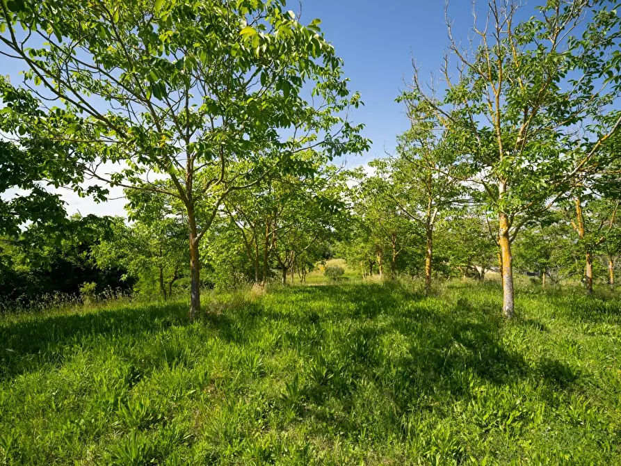 Immagine 13 di Porzione di casa in vendita  a Casciana Terme Lari