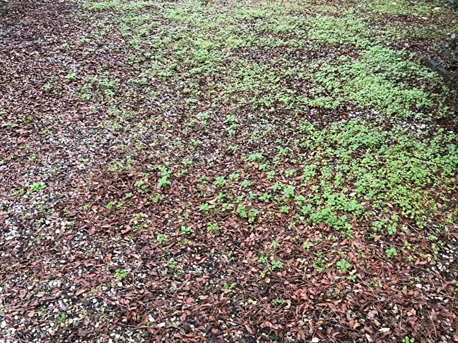 Immagine 9 di Porzione di casa in vendita  a Massa