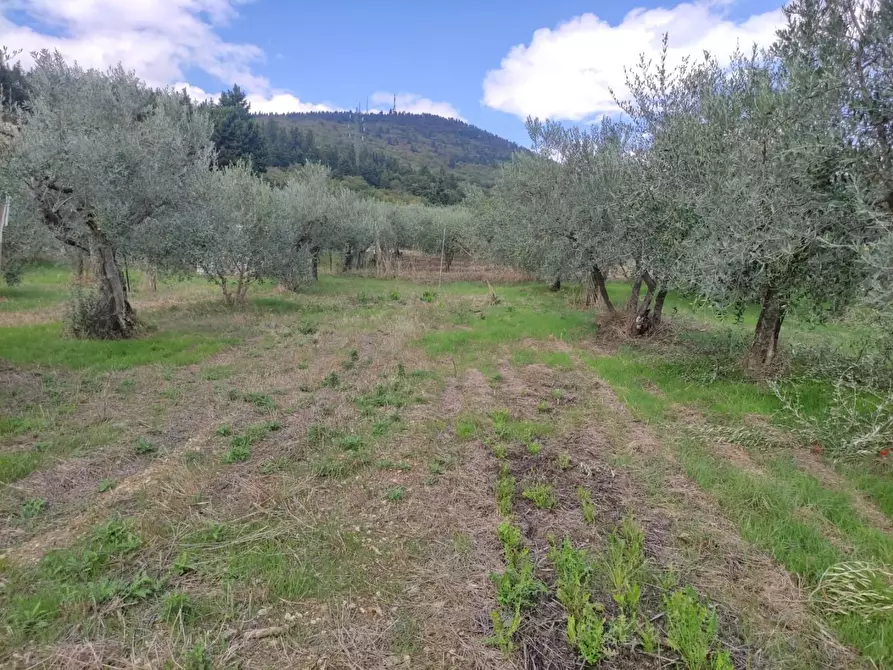Immagine 6 di Terreno agricolo in vendita  a Sesto Fiorentino
