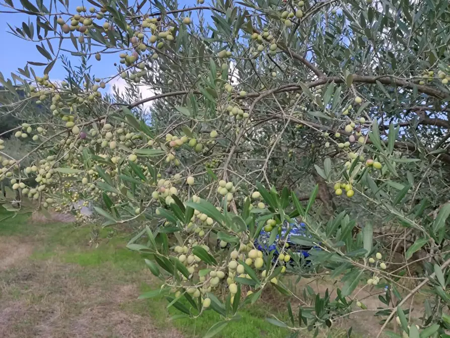 Immagine 3 di Terreno agricolo in vendita  a Sesto Fiorentino