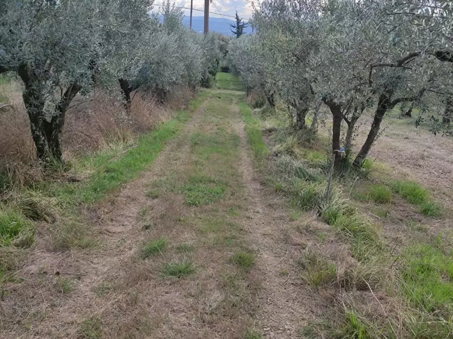 Immagine 28 di Terreno agricolo in vendita  a Sesto Fiorentino