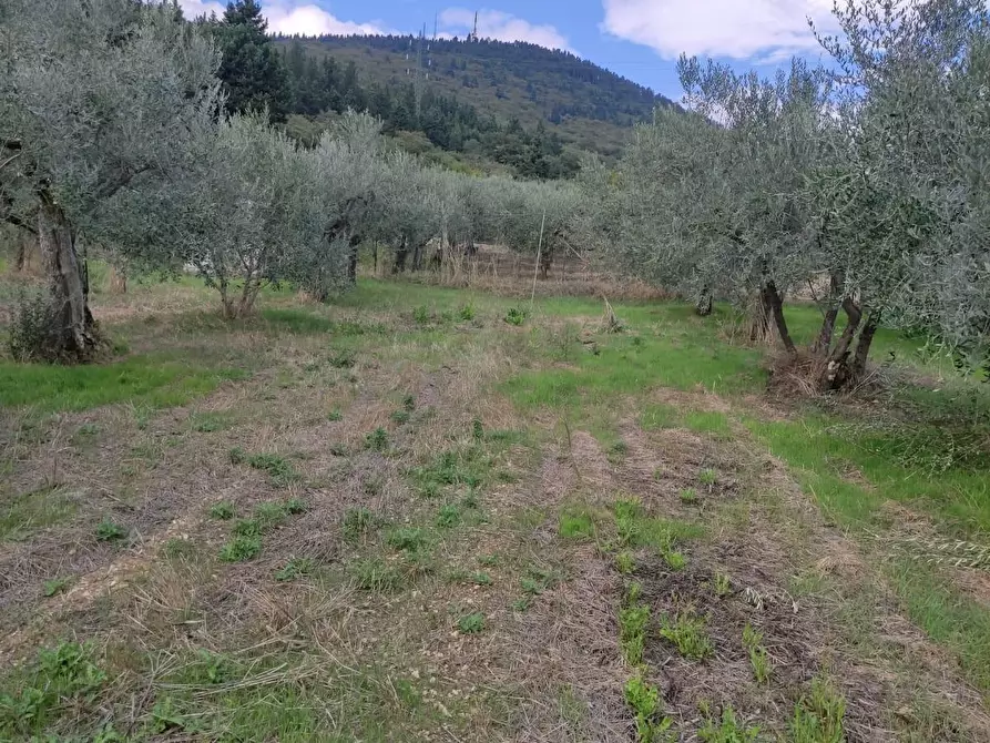 Immagine 5 di Terreno agricolo in vendita  a Sesto Fiorentino