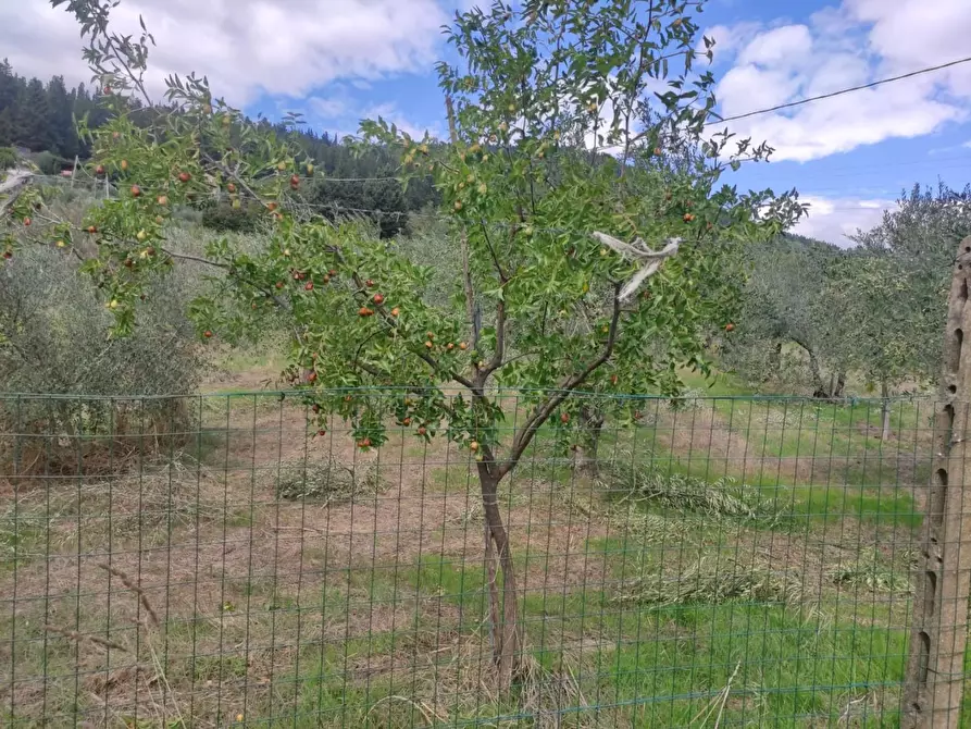 Immagine 35 di Terreno agricolo in vendita  a Sesto Fiorentino