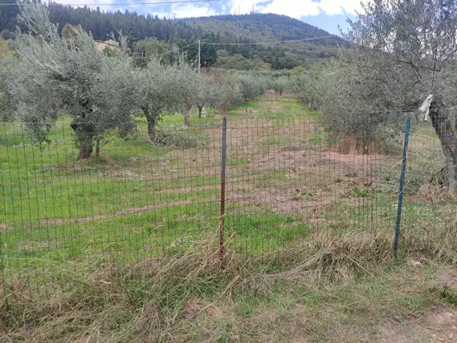 Immagine 36 di Terreno agricolo in vendita  a Sesto Fiorentino