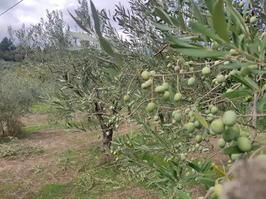 Immagine 34 di Terreno agricolo in vendita  a Sesto Fiorentino