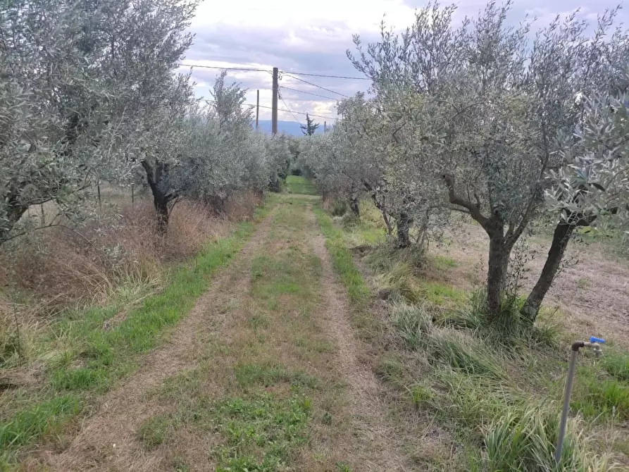 Immagine 29 di Terreno agricolo in vendita  a Sesto Fiorentino