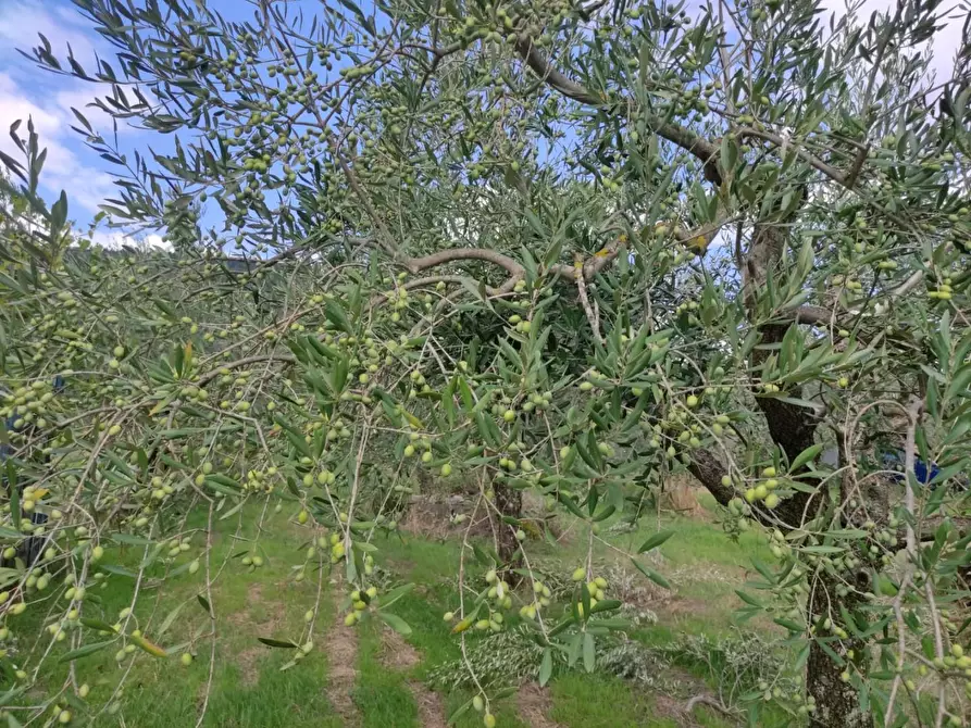Immagine 9 di Terreno agricolo in vendita  a Sesto Fiorentino
