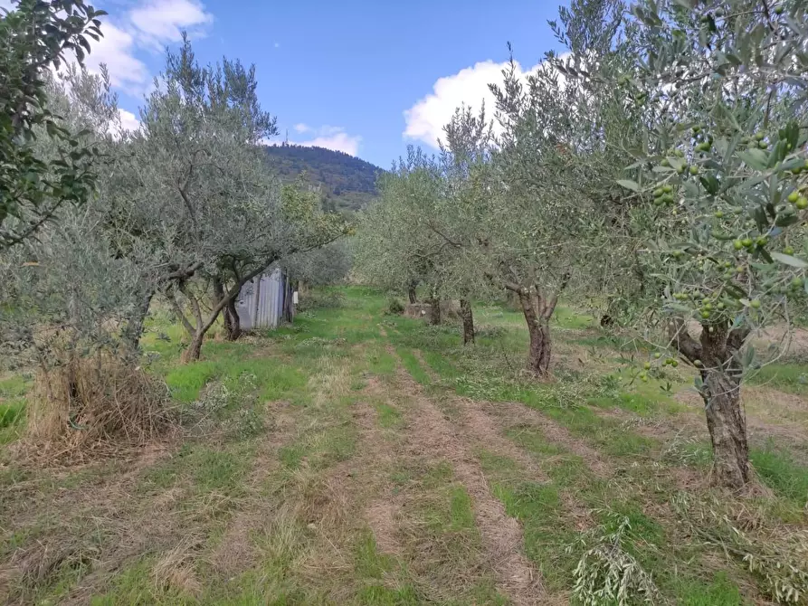 Immagine 10 di Terreno agricolo in vendita  a Sesto Fiorentino