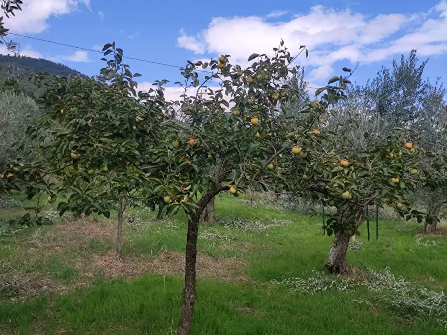 Immagine 13 di Terreno agricolo in vendita  a Sesto Fiorentino