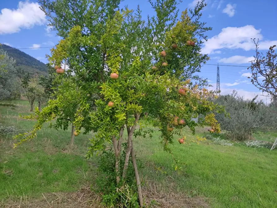 Immagine 14 di Terreno agricolo in vendita  a Sesto Fiorentino