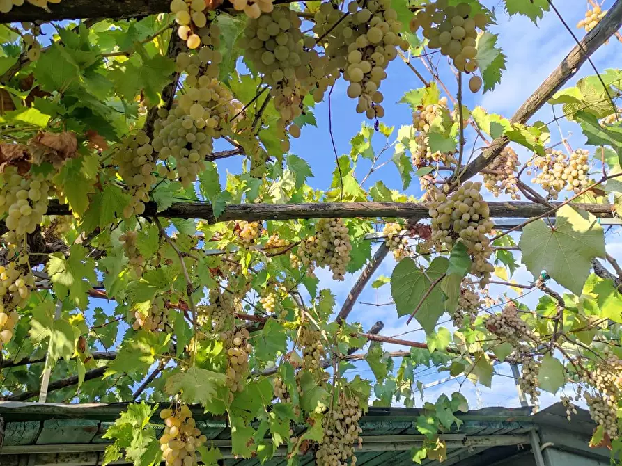 Immagine 1 di Terreno agricolo in vendita  a Sesto Fiorentino