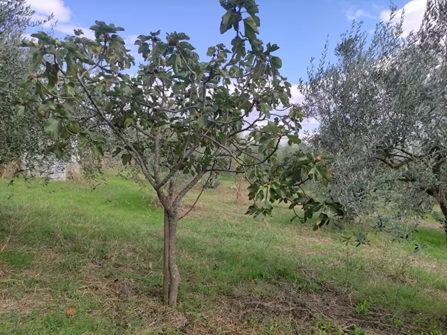 Immagine 16 di Terreno agricolo in vendita  a Sesto Fiorentino
