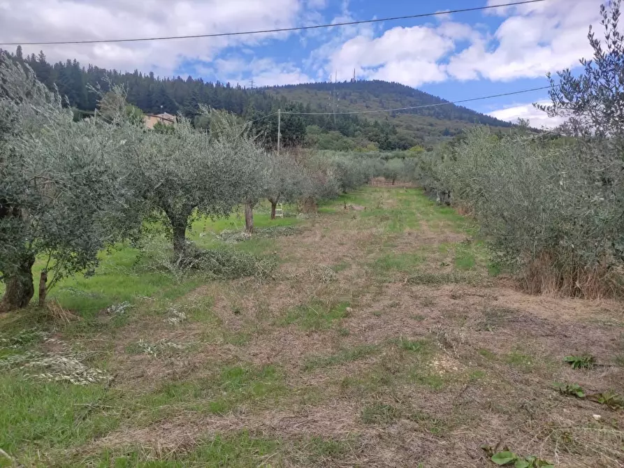 Immagine 33 di Terreno agricolo in vendita  a Sesto Fiorentino