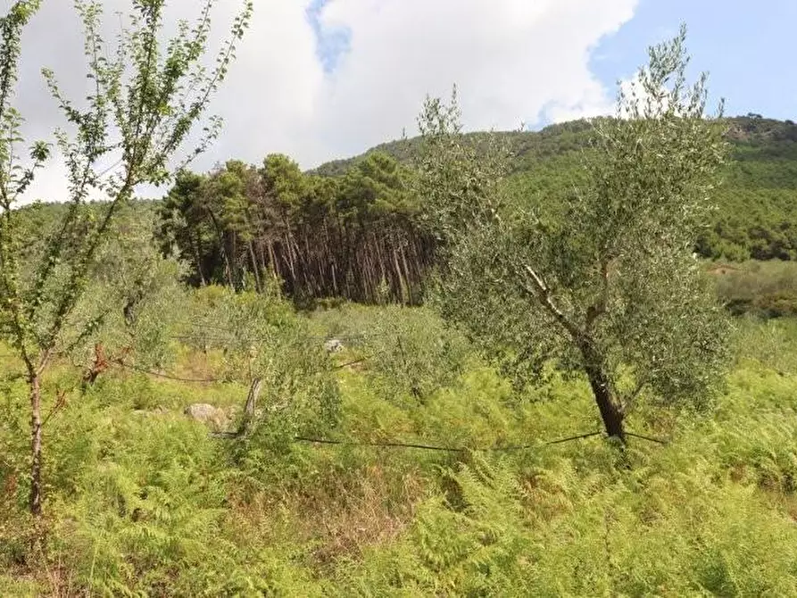 Immagine 28 di Casa indipendente in affitto  a Calci