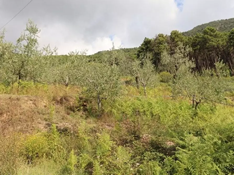 Immagine 27 di Casa indipendente in affitto  a Calci