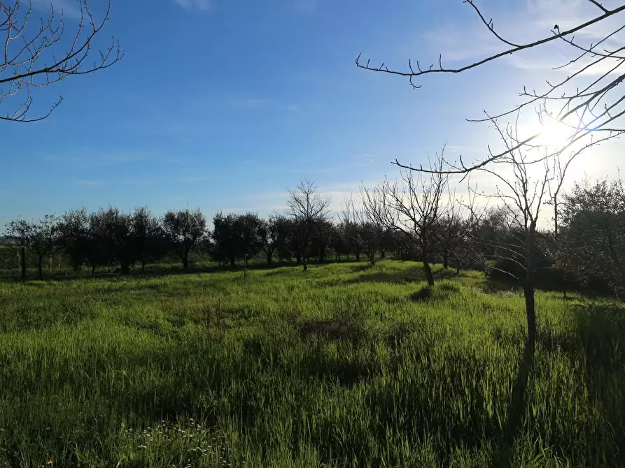 Immagine 14 di Terreno agricolo in vendita  a Santa Maria A Monte