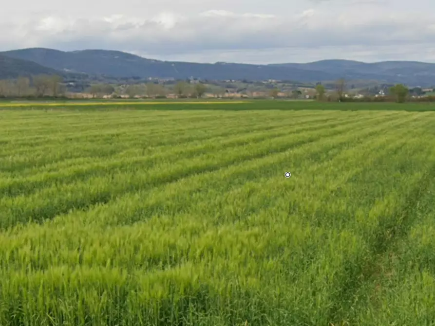 Immagine 1 di Terreno agricolo in vendita  a Sovicille