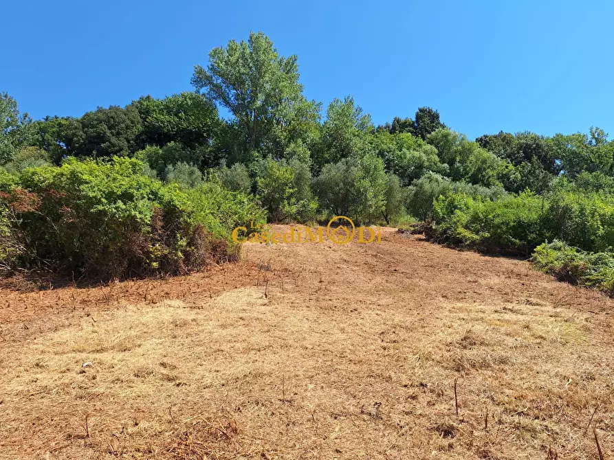 Immagine 1 di Terreno agricolo in vendita  a Fauglia