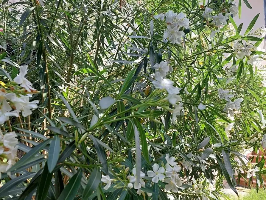 Immagine 1 di Appartamento in vendita  a Castelfranco Di Sotto