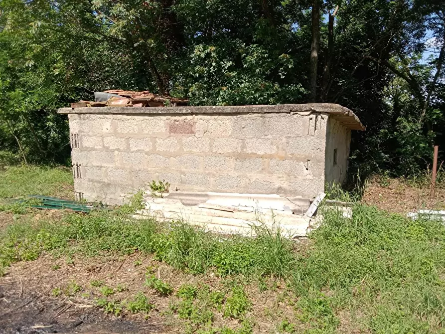 Immagine 4 di Terreno agricolo in vendita  a Crespina Lorenzana
