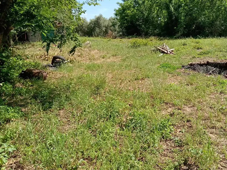 Immagine 3 di Terreno agricolo in vendita  a Crespina Lorenzana