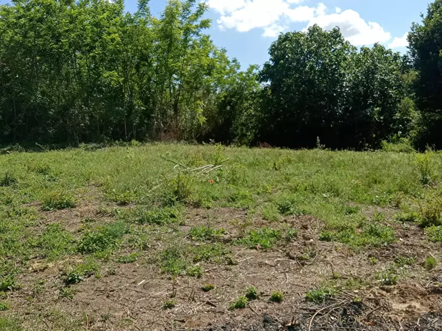 Immagine 5 di Terreno agricolo in vendita  a Crespina Lorenzana