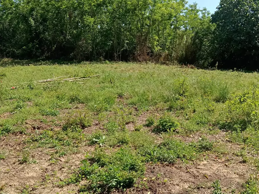 Immagine 2 di Terreno agricolo in vendita  a Crespina Lorenzana
