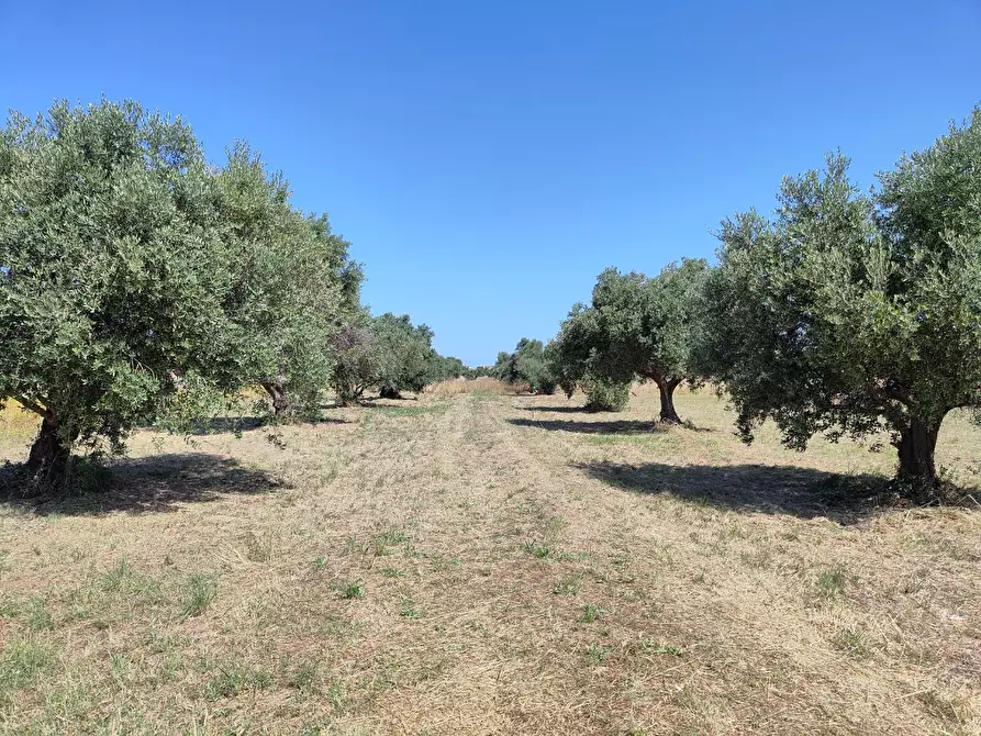 Immagine 6 di Terreno agricolo in vendita  a San Vincenzo