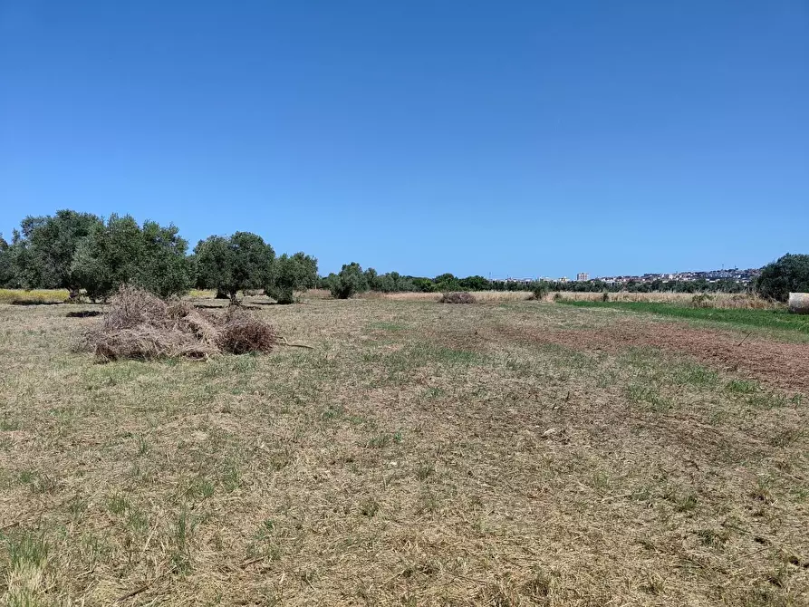 Immagine 4 di Terreno agricolo in vendita  a San Vincenzo