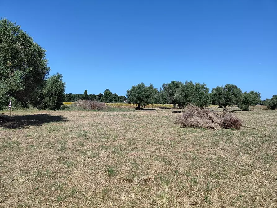Immagine 5 di Terreno agricolo in vendita  a San Vincenzo