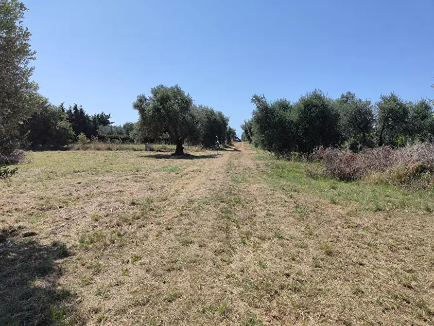 Immagine 2 di Terreno agricolo in vendita  a San Vincenzo