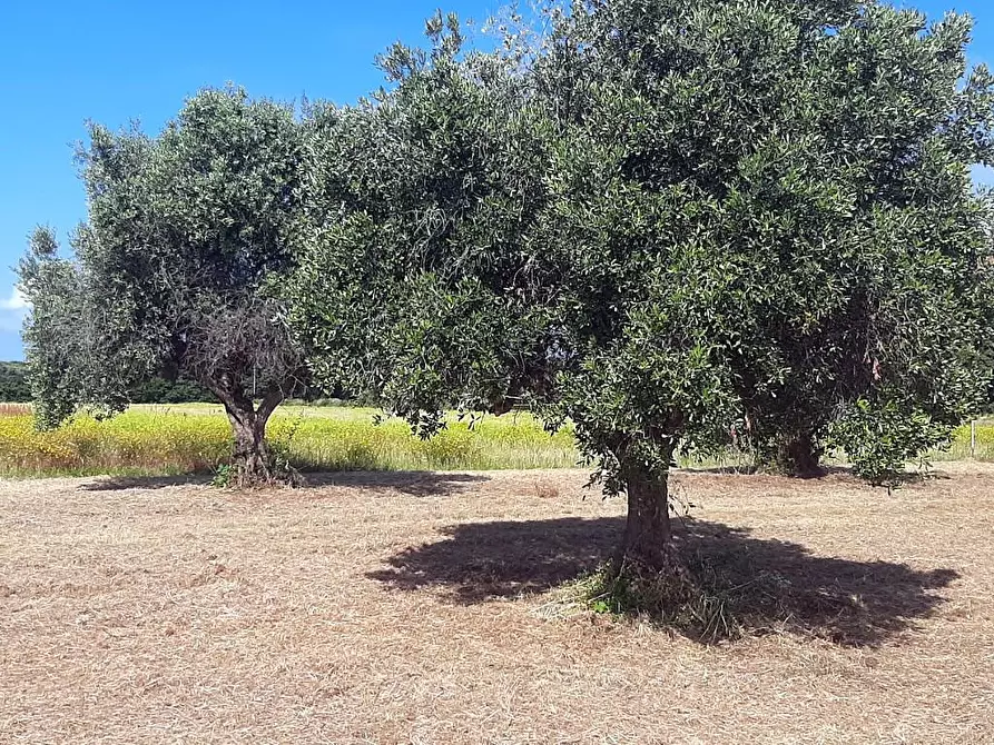 Immagine 1 di Terreno agricolo in vendita  a San Vincenzo