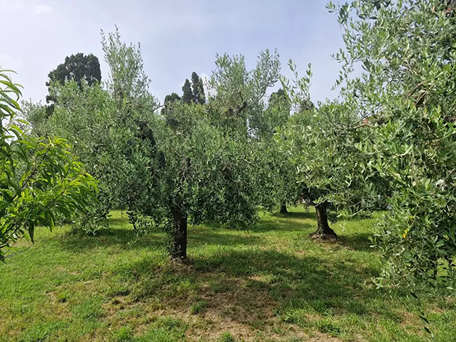 Immagine 10 di Casa colonica in vendita  a Piombino