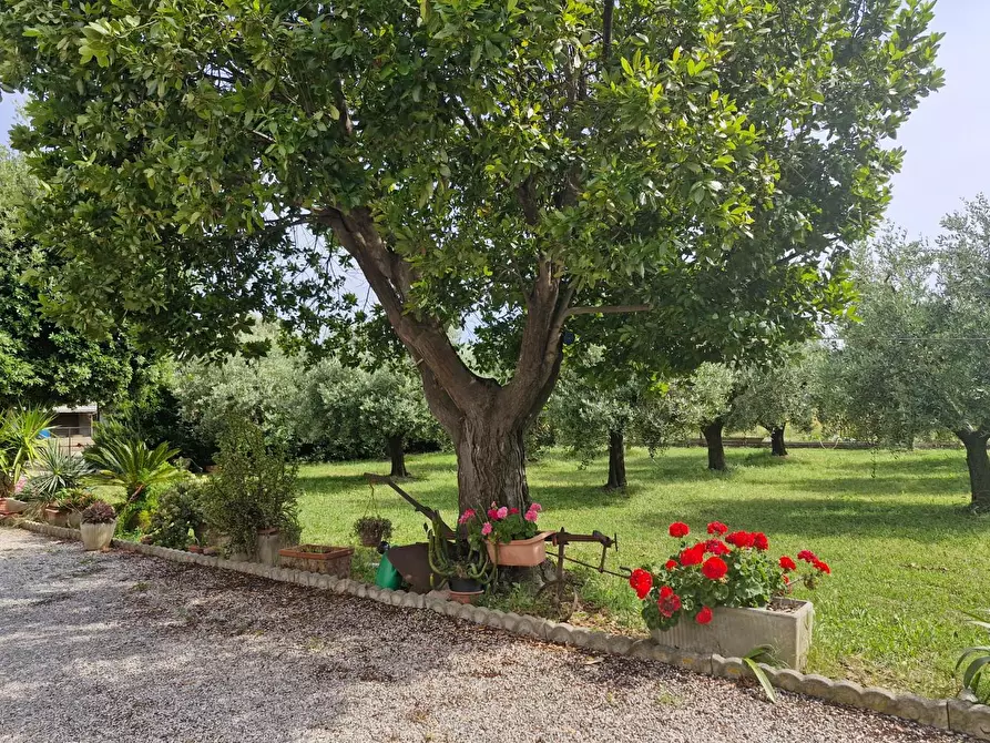 Immagine 6 di Casa colonica in vendita  a Piombino