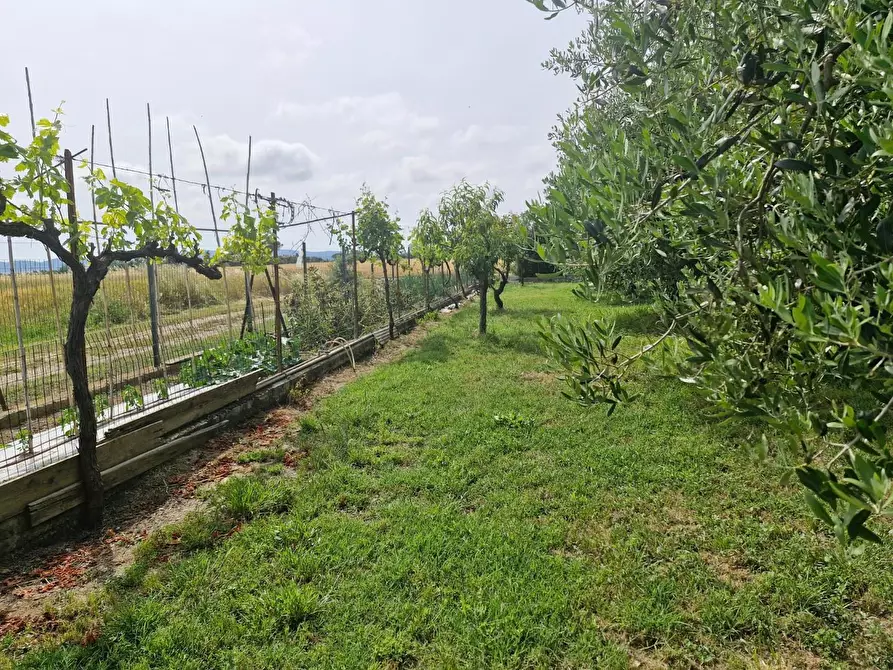 Immagine 8 di Casa colonica in vendita  a Piombino