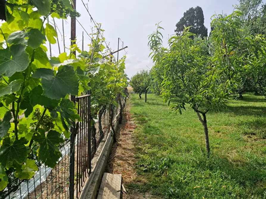 Immagine 9 di Casa colonica in vendita  a Piombino