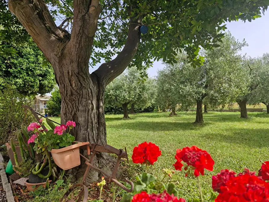Immagine 7 di Casa colonica in vendita  a Piombino