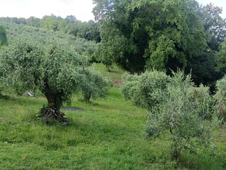 Immagine 1 di Terreno agricolo in vendita  a Peccioli