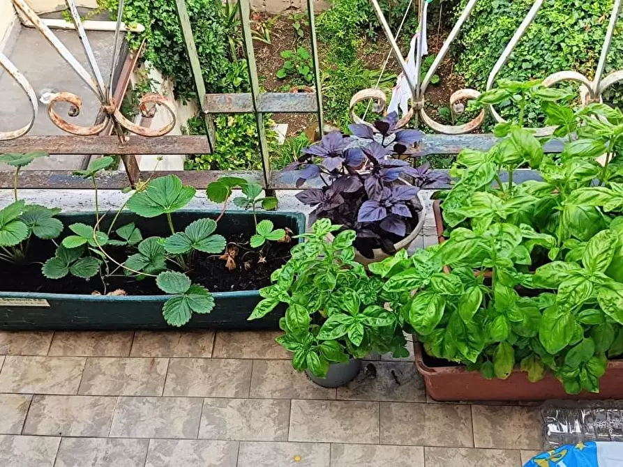 Immagine 14 di Terratetto in vendita  a Pisa