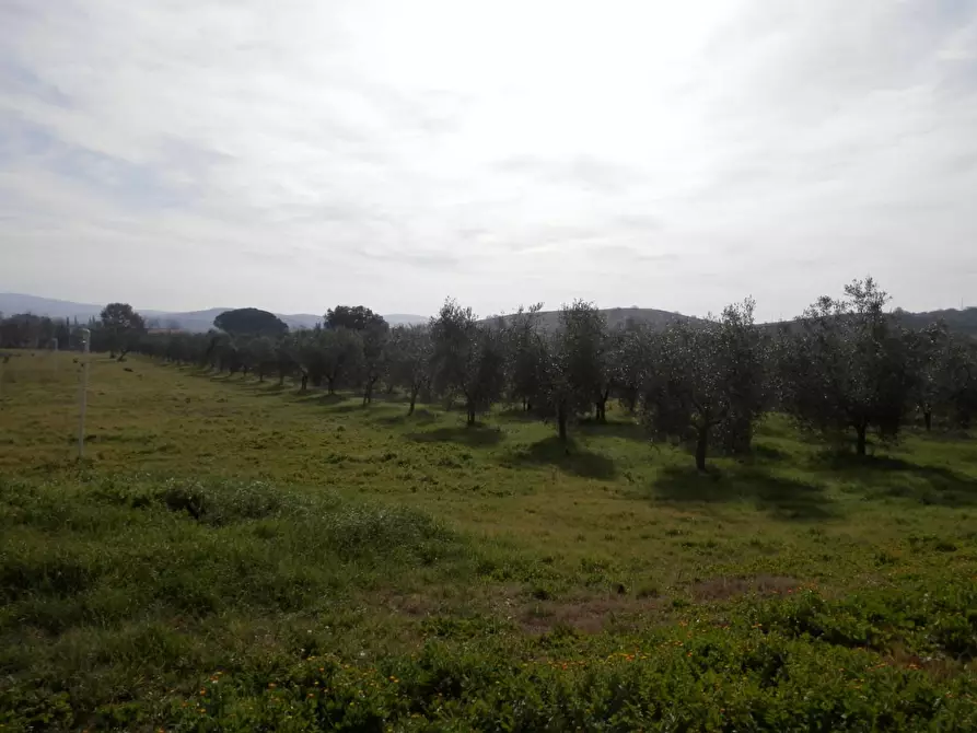 Immagine 42 di Casa colonica in vendita  a Grosseto