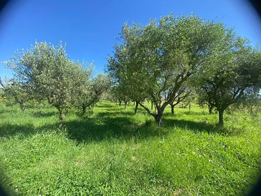 Immagine 4 di Terreno agricolo in vendita  a Pisa