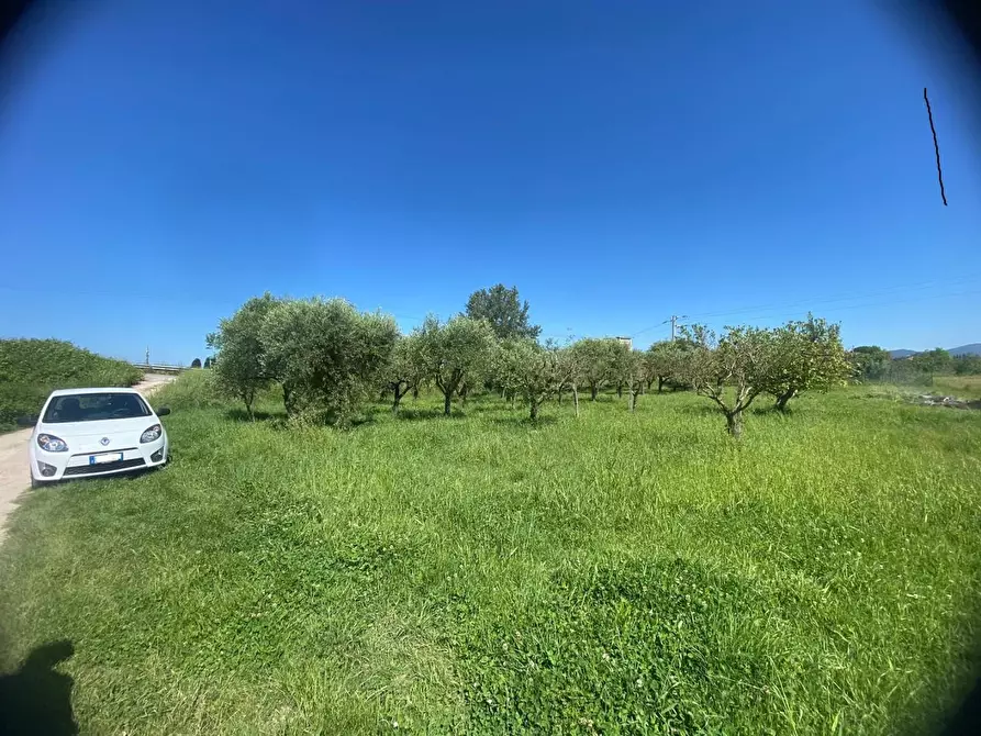Immagine 2 di Terreno agricolo in vendita  a Pisa