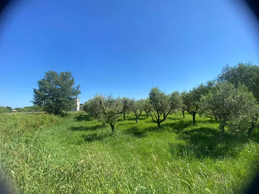 Immagine 3 di Terreno agricolo in vendita  a Pisa