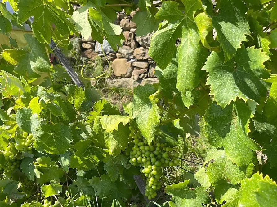 Immagine 14 di Rustico / casale in vendita  a Riomaggiore