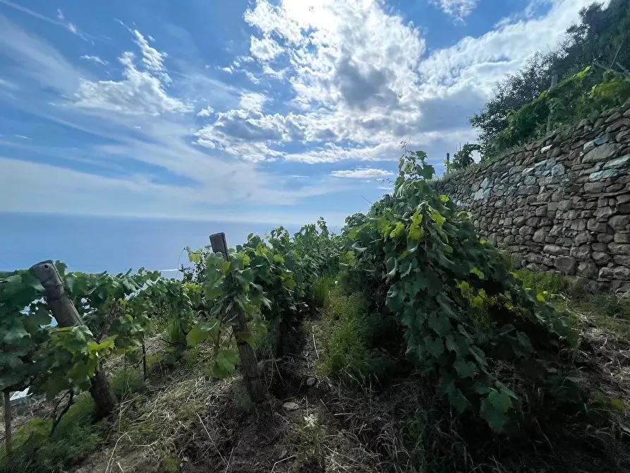 Immagine 11 di Rustico / casale in vendita  a Riomaggiore