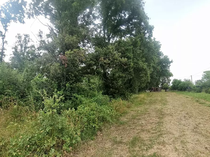 Immagine 1 di Terreno agricolo in vendita  a Collesalvetti