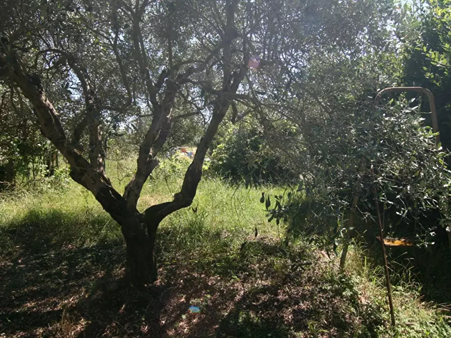 Immagine 7 di Casa indipendente in vendita  a Carrara